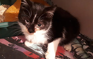 kater tim katzenschnupfen helfen