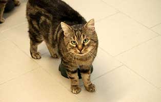 kater zausel gluecklich vermittelt