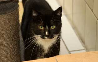 katze ria gluecklich vermittelt