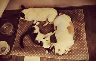 lausbub tierische geschichten