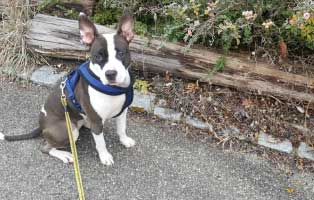 nessi tierische geschichten leine