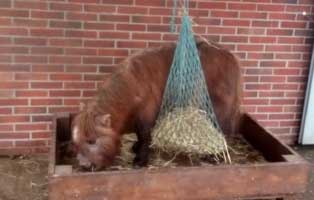 pony pepper wardenburg