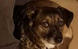 tigger tierische geschichten porttrait