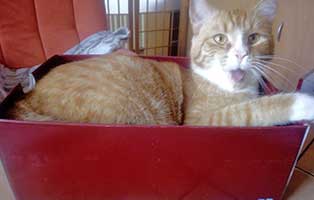 tigger tierische geschichten schale