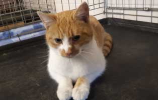 fundkatze gebrochenes bein unterheinsdorf kaefig