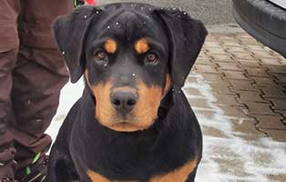 huendin aika epileptische anfälle