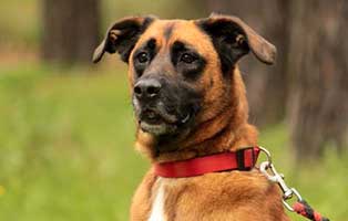 hund prinz verstorben portrait