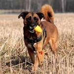 hund prinz verstorben spielt