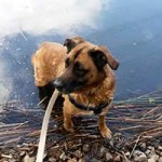 hund prinz verstorben wasser