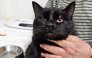 kater kalle blut urin portrait