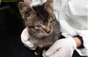 katzebaby beschlagnahmung katzenschnupfen arzt