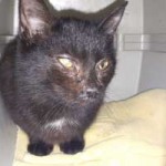 katzenfangaktion tierschutzliga dorf katze auge