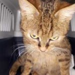 katzenfangaktion tierschutzliga dorf katze braun