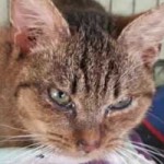 katzenfangaktion tierschutzliga dorf katze krank