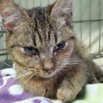 katzenfangaktion tierschutzliga dorf katze