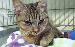 katzenfangaktion tierschutzliga dorf katze