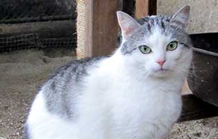 patentier katze edna 01