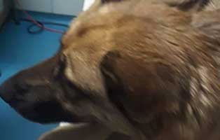 schaeferhuendin johanna bekescsaba kopf