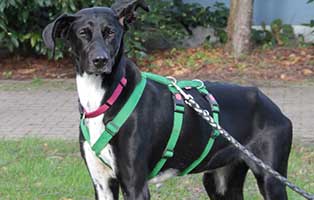 windhundmischling kira zuhause gesucht leine