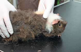 zerrupfter meerschweinchen beschlagnahmung