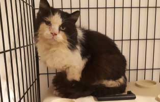 fundkater alt krank thueringen