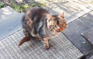 fundkater alt krank tierschutzliga dorf