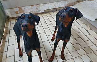 hund dobermann weibchen beide