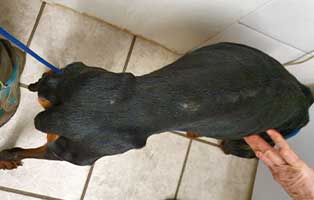 hund dobermann weibchen dünn