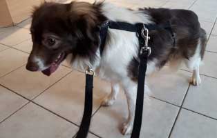 hund moritz schmerzen