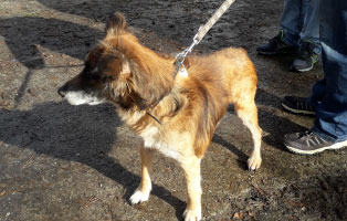 hund spike hautproblem leine