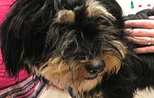 hündin josi bein operation