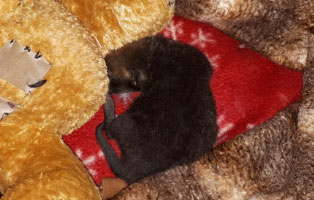 james fox fuechschen in not