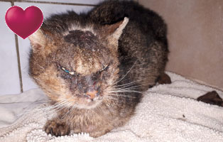 kai uwe herzensangelegenheit monats