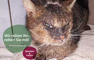 milbenkater dehydriert unterernährt