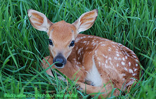 welt der wildtierbabys rehkitz