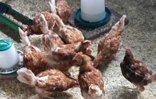 10 huehner im glueck wardenburg