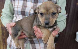 10 hunde ungarn bekescsaba