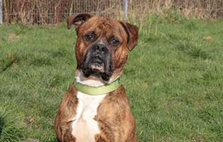 boxer muffin beissvorfall erziehung