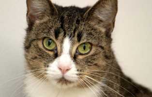 corona patenschaft adele