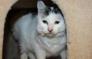 corona patenschaft maggy