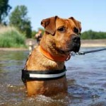 corona patenschaft tyson