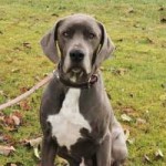 corona patenschaft yoda