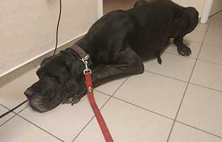 dogge goofy milztorsion notoperation leine