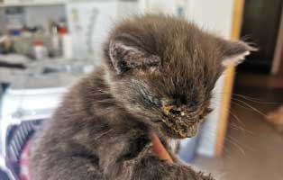 fundkater wollaberg start ins leben patenschaft