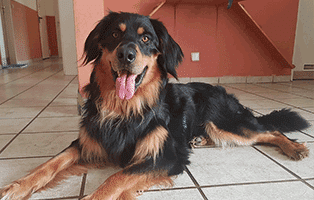 howawart marlowe zuhause gesucht