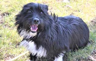 huendin 02 polen aufnahmepatenschaft