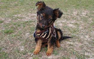 huendin mini bekescsaba aufnahmepatenschaft