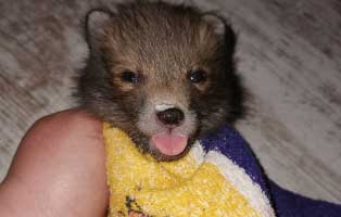 james fox zieht bald aus