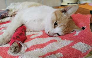 kater schlagfalle notfall bein tropf