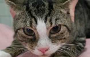 kater snoop dog polypen ohr nase